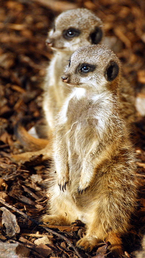 Meerkat Photograph - Double Trouble by Chris Boulton