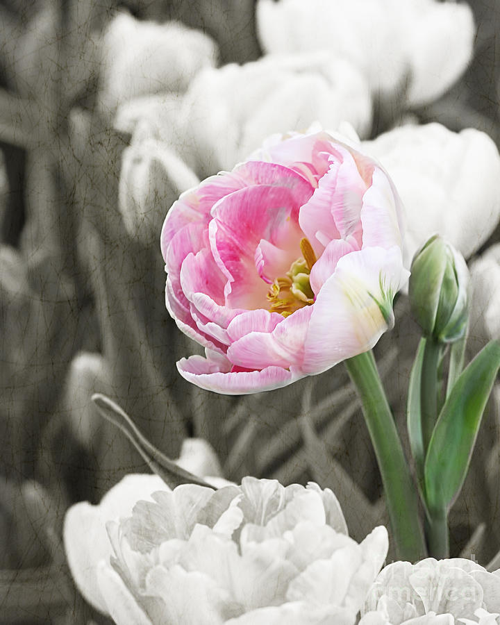 Double Tulip Textured Photograph
