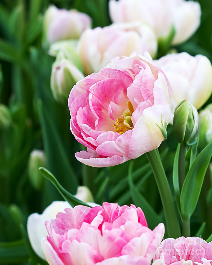 Double Tulips Photograph
