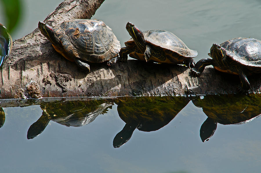 Double Turtle Photograph by Sabine Edrissi