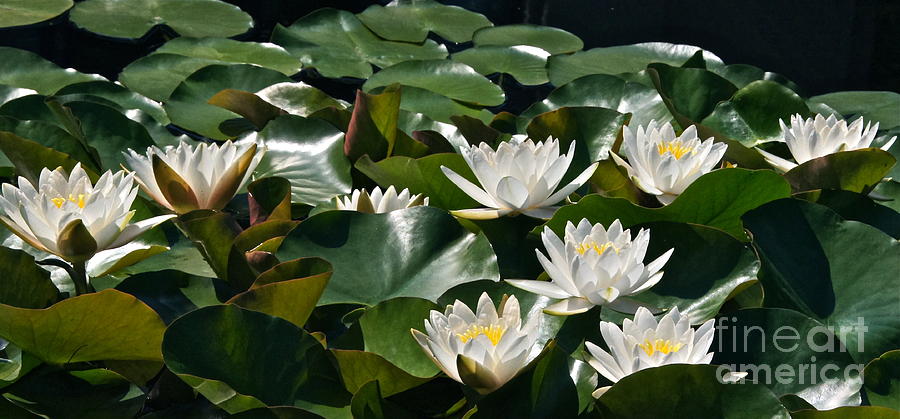 Double White Hardy Water Lilies Photograph by Byron Varvarigos