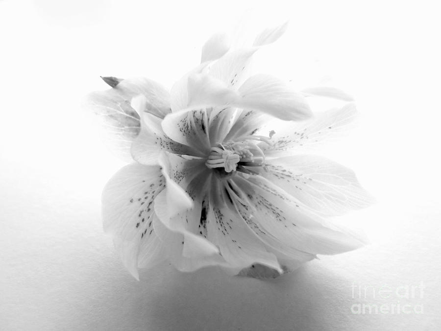 Double White Hellebore In Black And White I Photograph