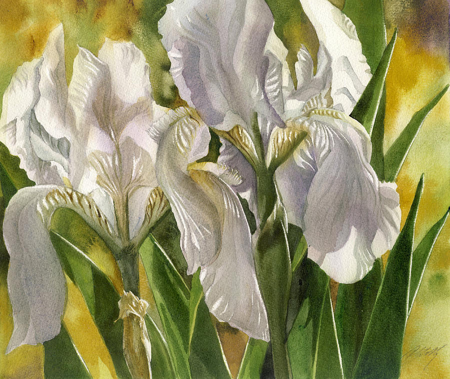 Double White Iris Painting by Alfred Ng