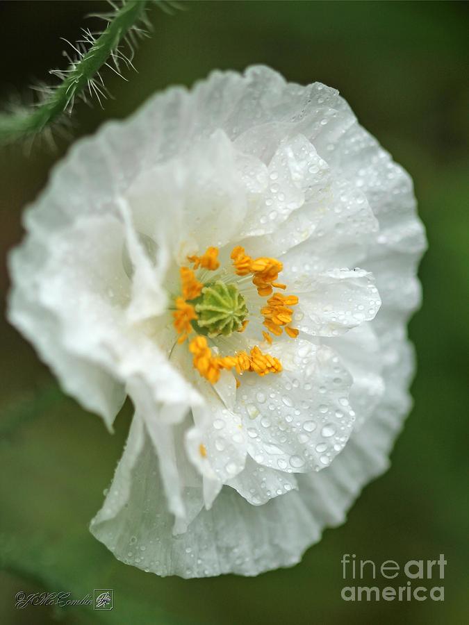 Double White Poppy from the Angels Choir Mix Photograph by J McCombie