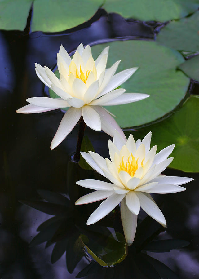 Double White Water Lilies Photograph by Linda Phelps