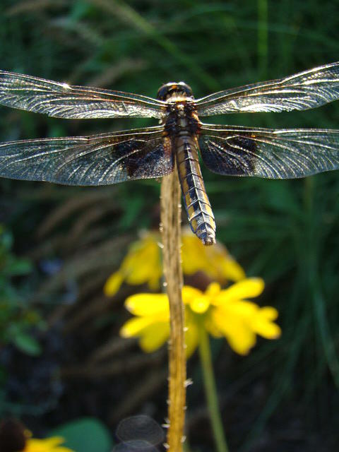 Flower Photograph - Double-winged Dragonfly by Judith Butler