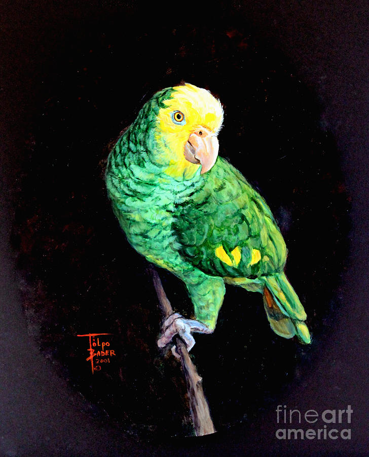 Double Yellow Headed Amazon Paco by Art By - Ti Tolpo Bader Double Yellow Headed Amazon Paco by Art By - Ti Tolpo Bader