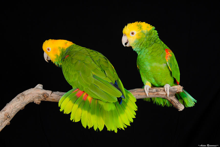 Double Yellow-headed Amazon Pair Photograph by Avian Resources