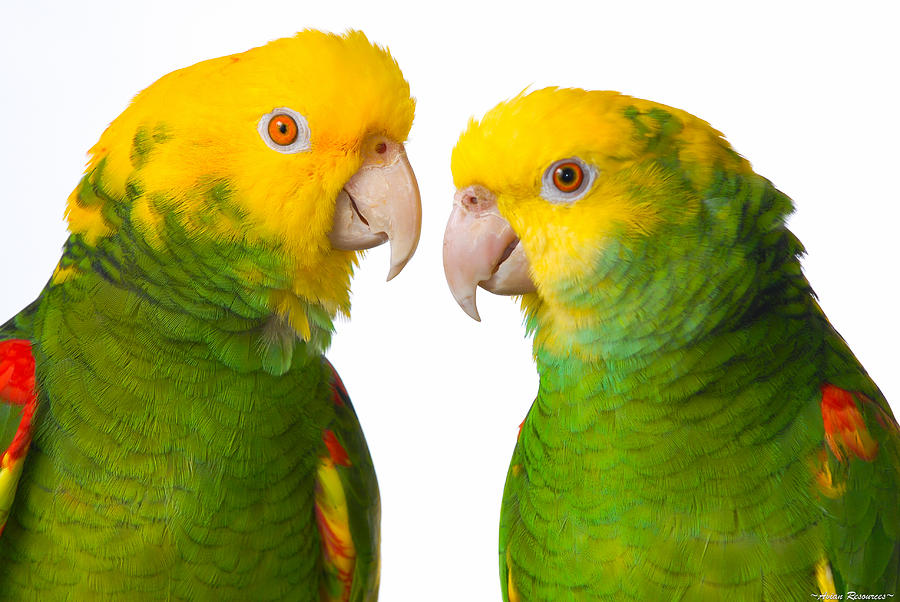 Double Yellow-headed Amazon Pair Portrait Photograph by Avian Resources