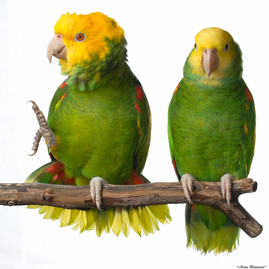 Double Yellow-headed Amazon Waving Photograph by Avian Resources