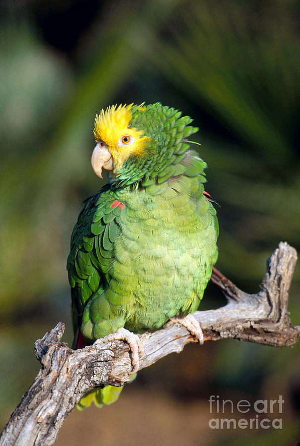 Double Yellow Headed Parrot Photograph by Anthony Mercieca