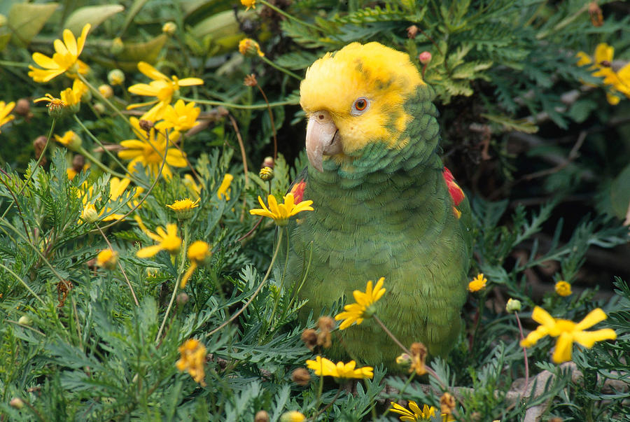 Double Yellow Headed Parrot Photograph by Craig K. Lorenz