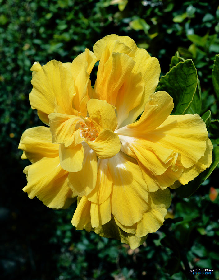 Flower Photograph - Double Yellow Hibiscus by Aloha Art