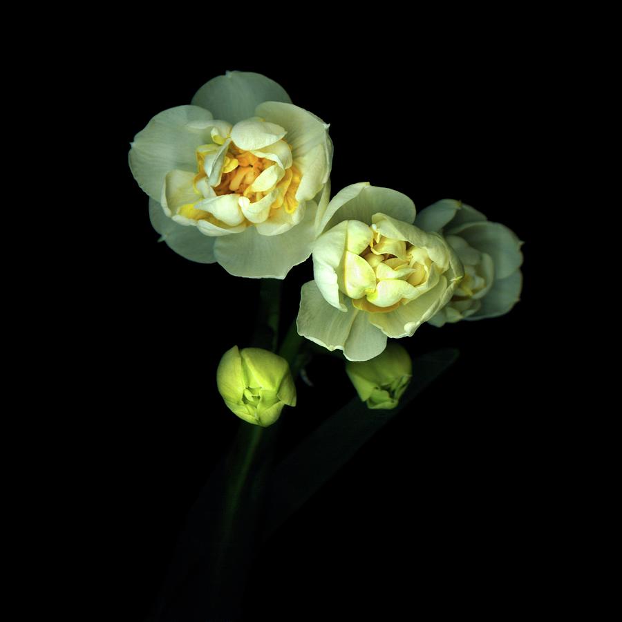 Doubles... Narcissus Photograph by Photograph By Magda Indigo