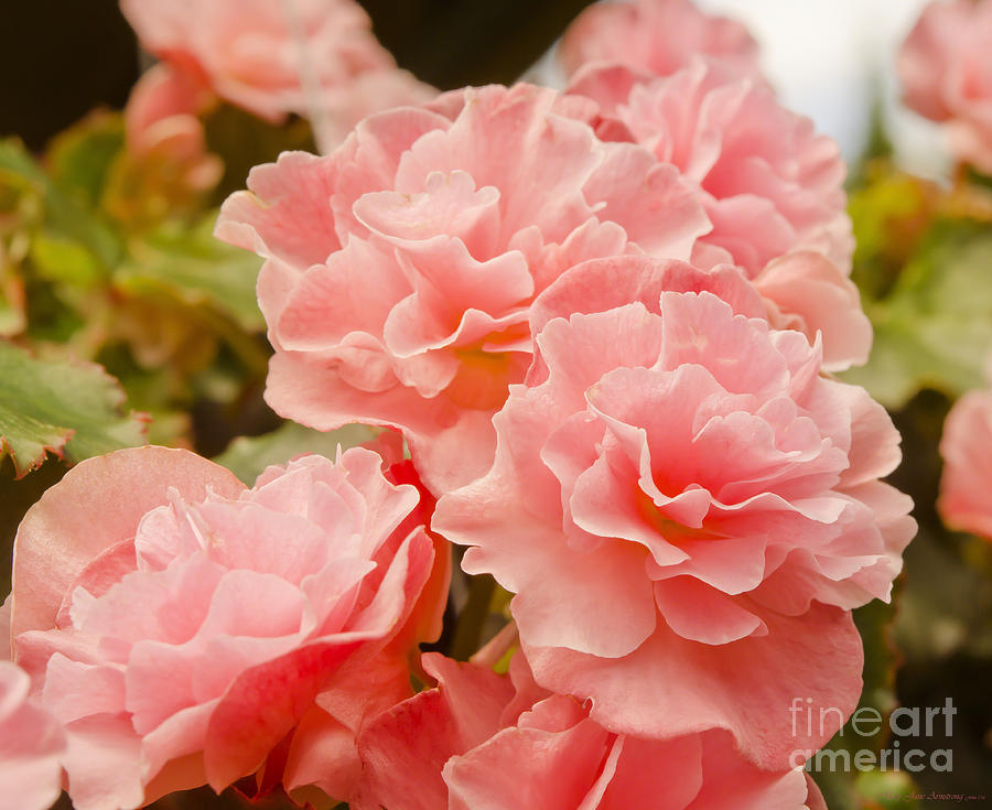 Doublet Pink Rose Begonias Photograph by Mary Jane Armstrong