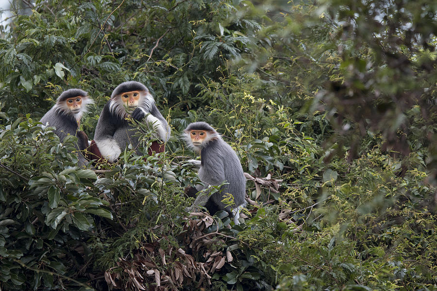 Douc Langur Male And Females Vietnam Photograph by Cyril Ruoso