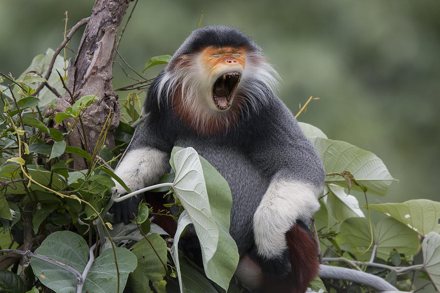 Douc Langur Male Yawning Vietnam Photograph by Cyril Ruoso