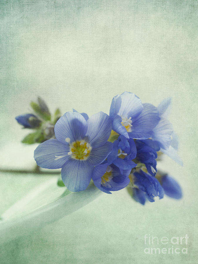 Flower Photograph - Douceur by Priska Wettstein