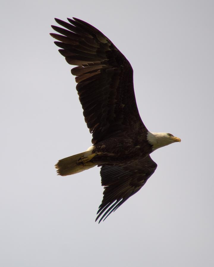 Dougherty Iowa Eagles 2 Photograph by Bonfire Photography