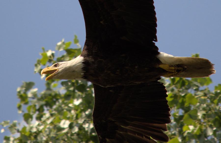 Dougherty Iowa Eagles 3 Photograph by Bonfire Photography