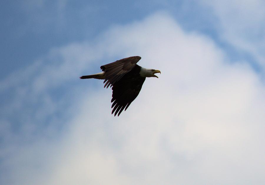 Dougherty Iowa Eagles 4 Photograph by Bonfire Photography