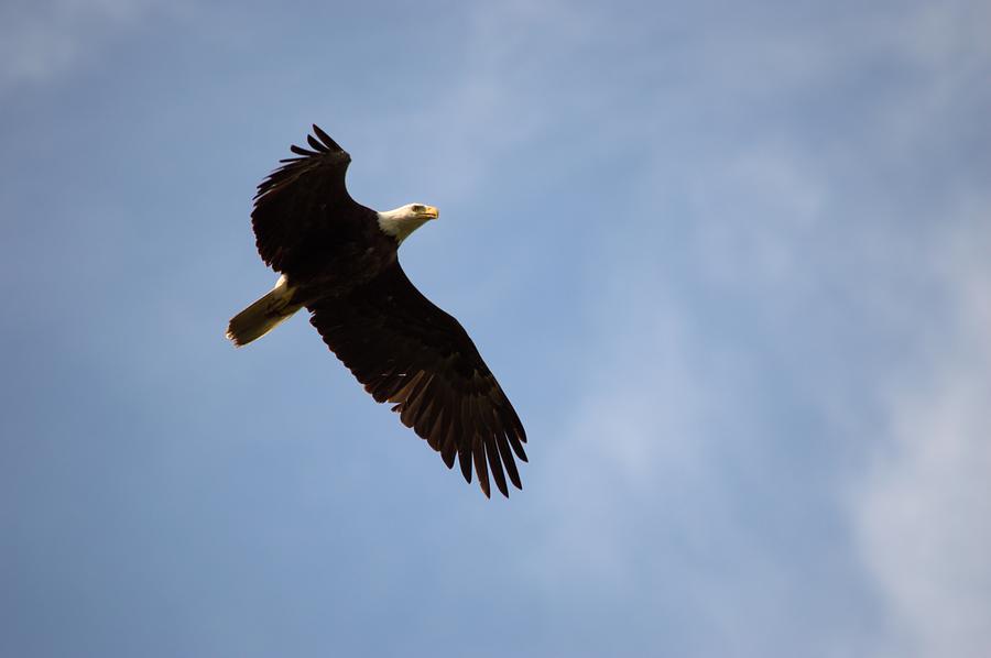 Dougherty Iowa Eagles 5 Photograph by Bonfire Photography