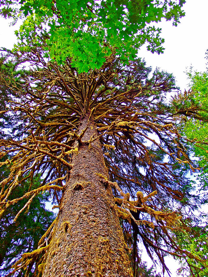 Douglas Fir In Hoh Rain Forest In Olympic National Park ...
Douglas Fir Forest