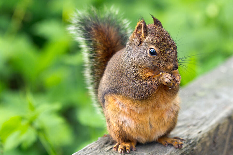 Douglas Squirrel Photograph by Michael Russell Fine Art America