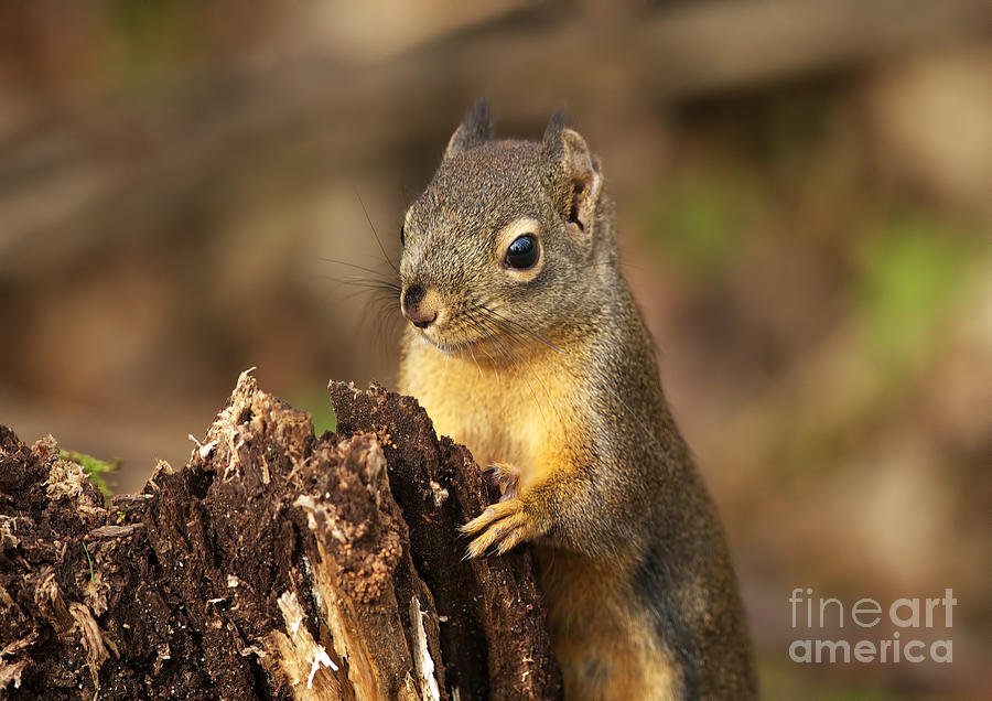 Douglas Squirrel on Stump Photograph by Sharon Talson