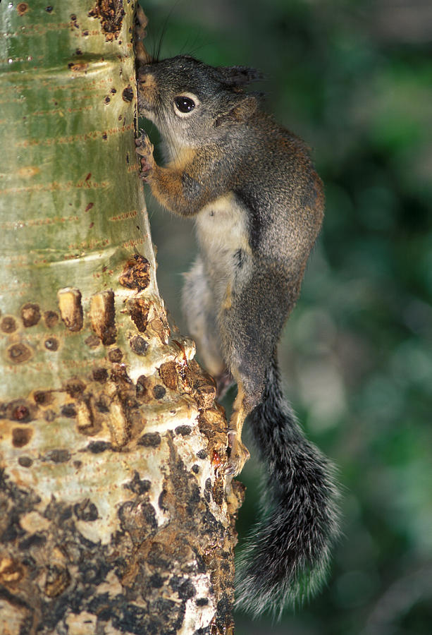 Douglas Squirrel Photograph by Richard Hansen