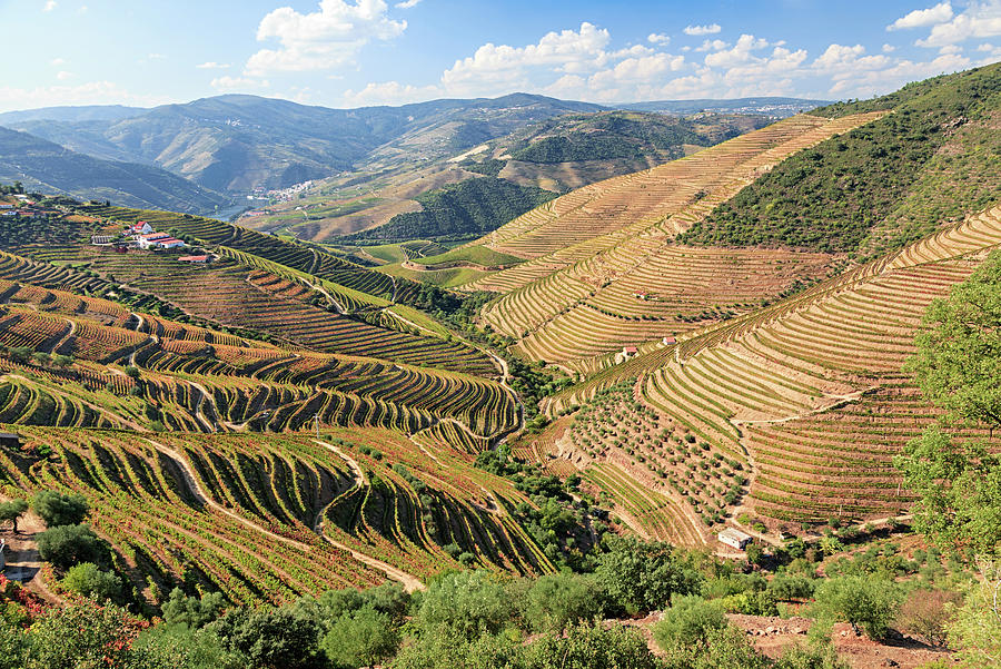 Douro River Vineyards, Portugal Photograph by Rusm