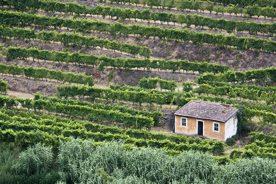 Douro Valley Vineyards Photograph by Eggers Photography