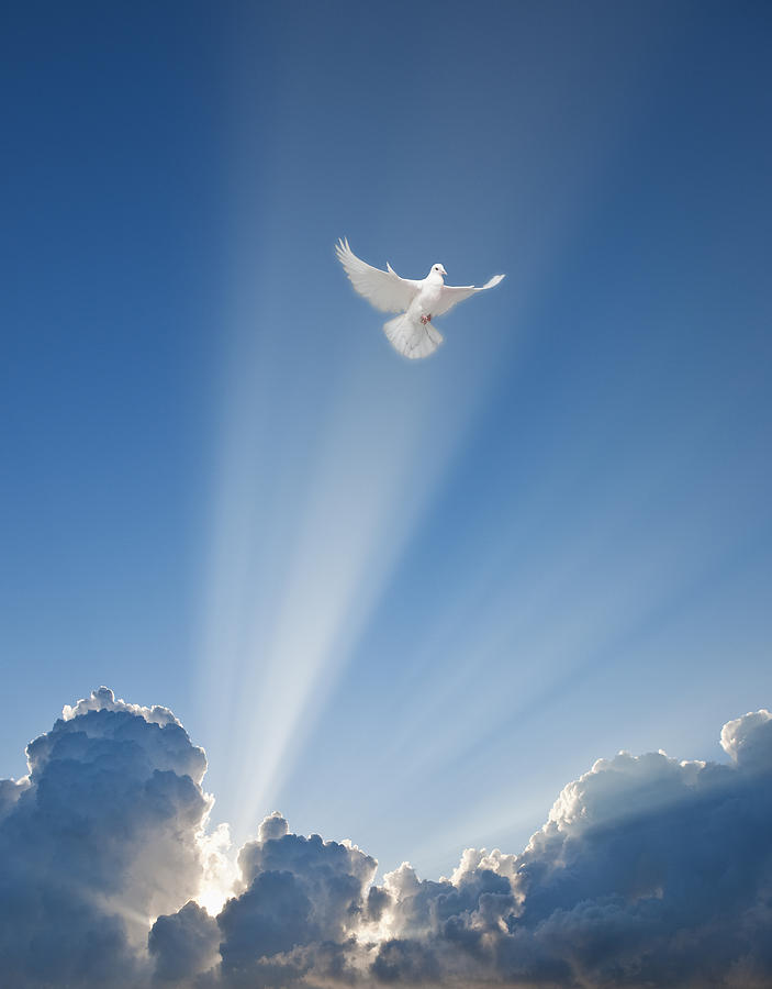 Dove and clouds Photograph by Tetra Images