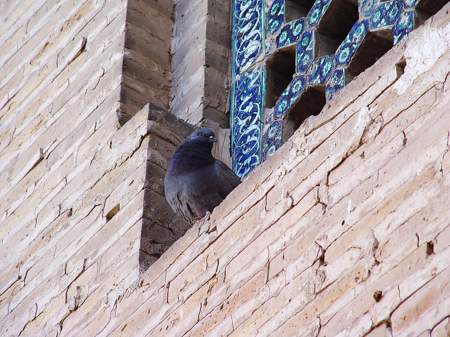 Dove and Window Photograph by Mamoun Sakkal