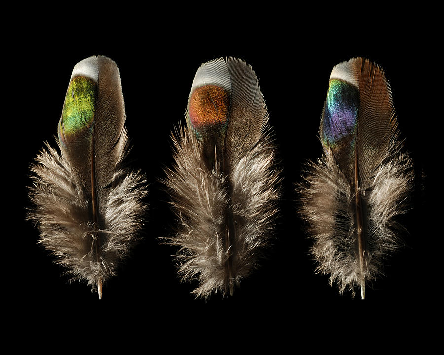 Feathers Mixed Media - Dove by Chris Maynard