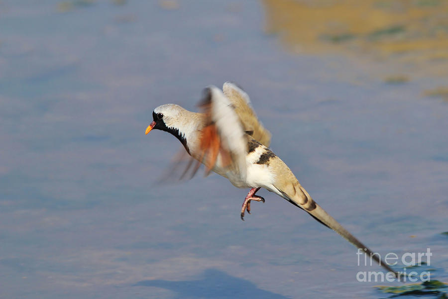 Nature Photograph - Dove Flight - Free Wings by Andries Alberts