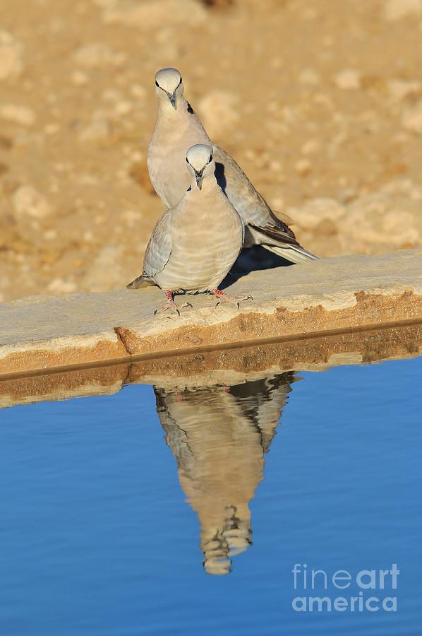 Dove Photograph - Dove Friends of Blue by Andries Alberts