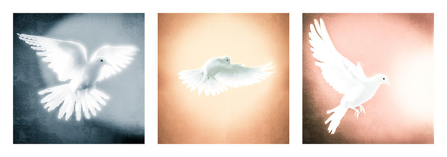 Dove In Flight Triptych Photograph by YoPedro