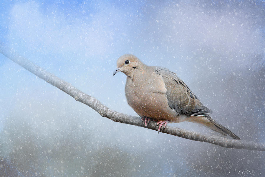Dove In The Snow Photograph by Jai Johnson