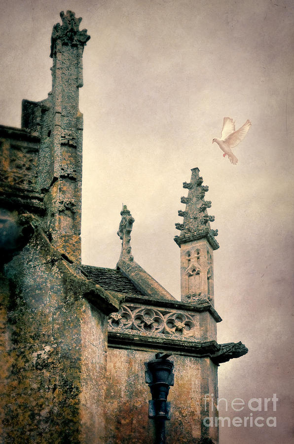 Dove Landing on Church Photograph by Jill Battaglia