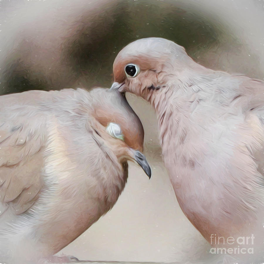 Dove Love Photograph by Kerri Farley