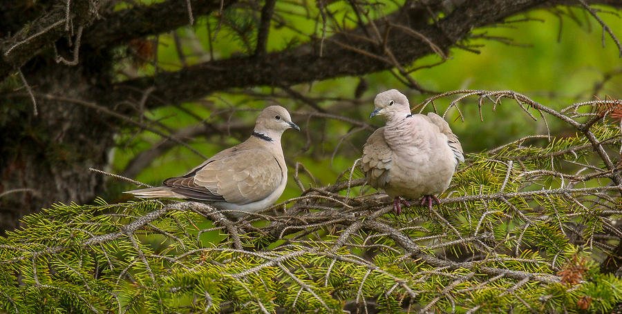 Dove Love Photograph by Kevin Dietrich