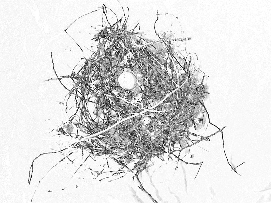 Dove Nest With Egg Digital Art by Eric Forster