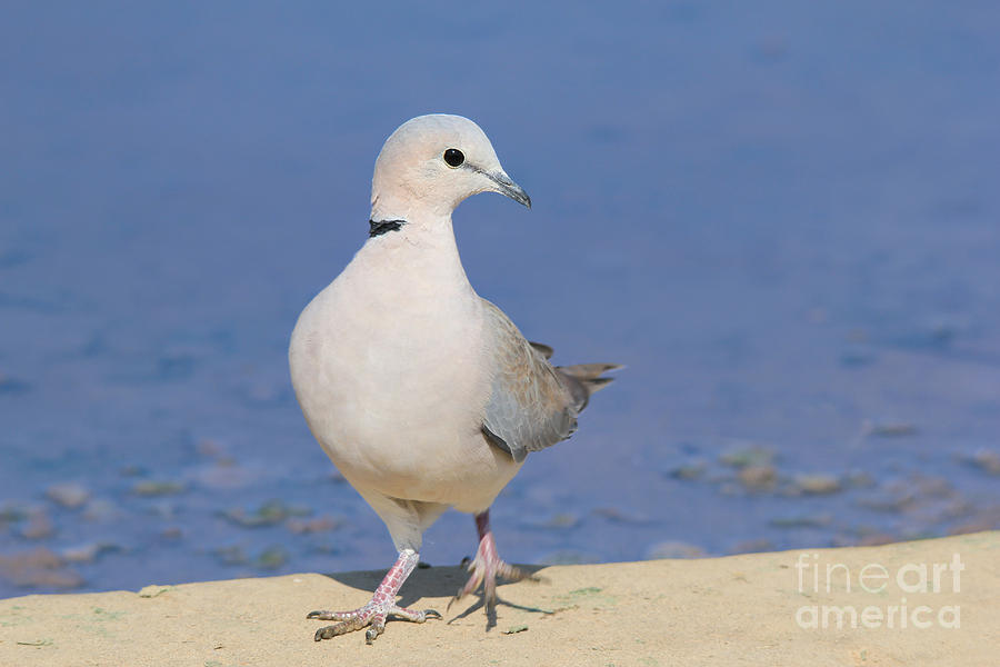 Nature Photograph - Dove of Blue and Grey by Andries Alberts