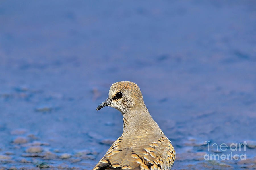 Nature Photograph - Dove of Gold and Blue by Andries Alberts