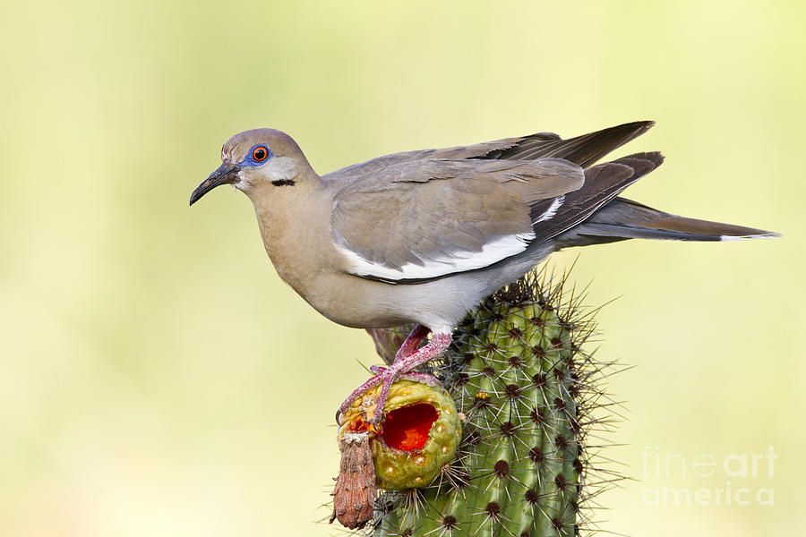 Dove perched on a cactus  Photograph by Bryan Keil