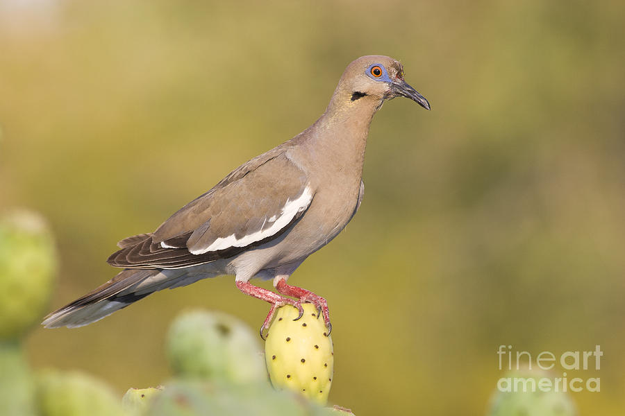 Dove on a cactus bud Photograph by Bryan Keil