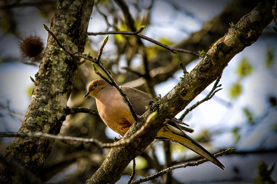 Dove On A Limb Photograph by Barry Jones