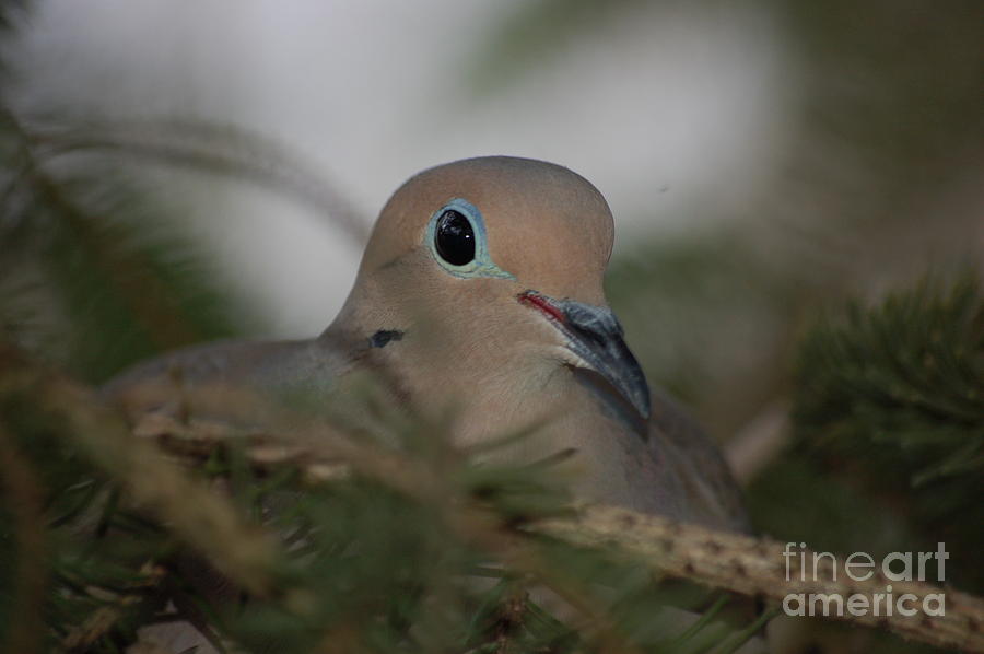 Dove on Egg Photograph by Randy J Heath