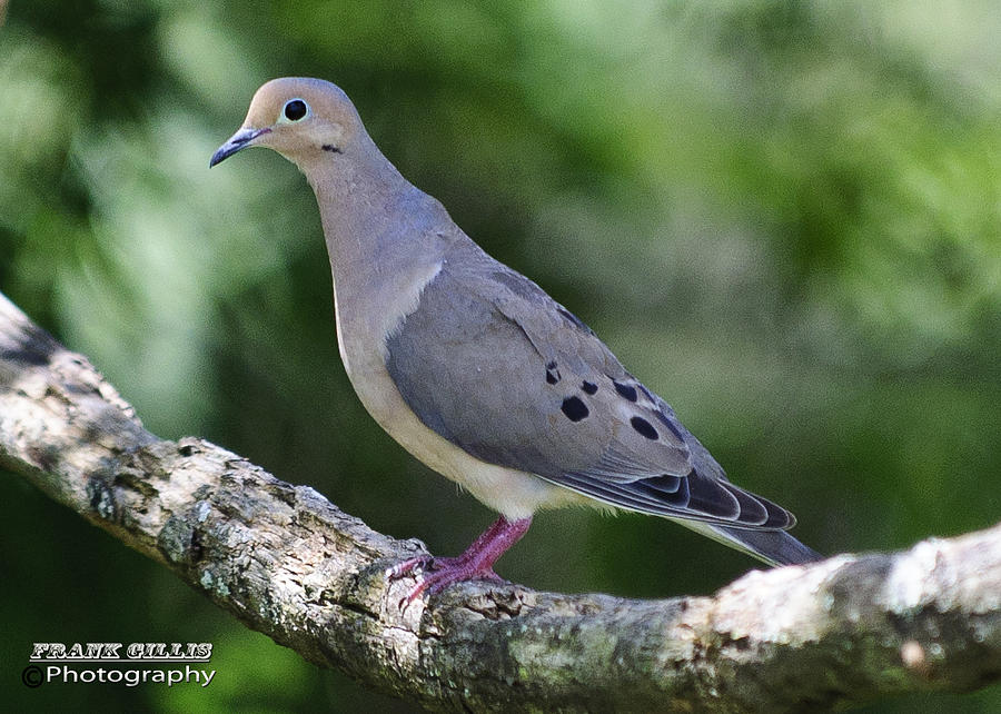 Dove on Limb Photograph by Frank Gillis - Pixels